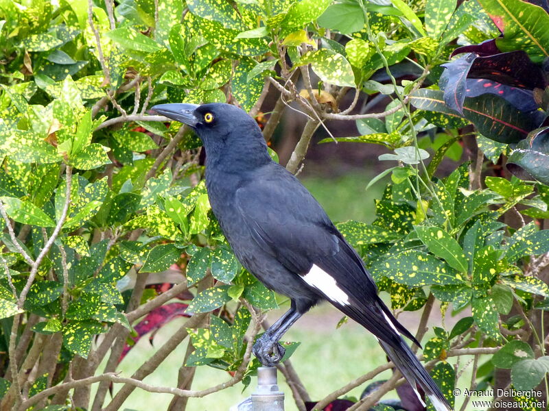 Pied Currawong