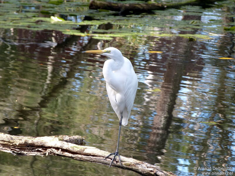 Great Egret