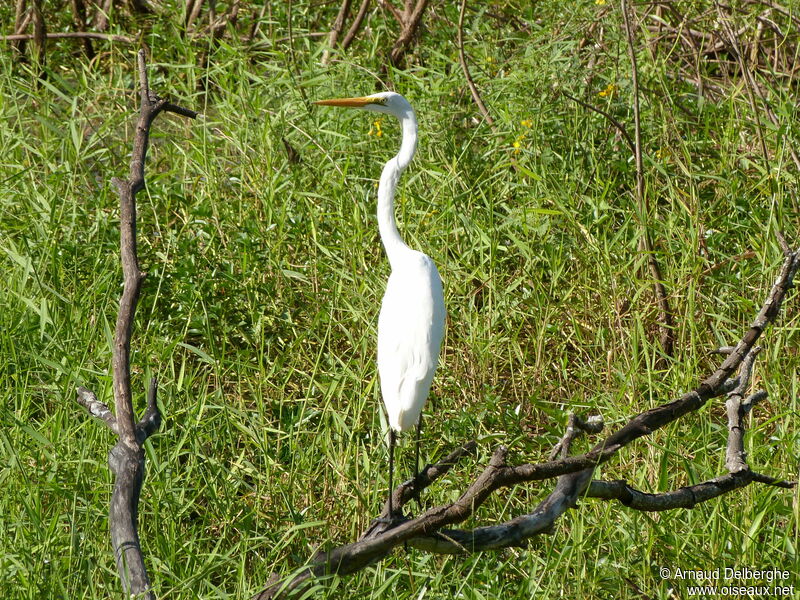 Grande Aigrette