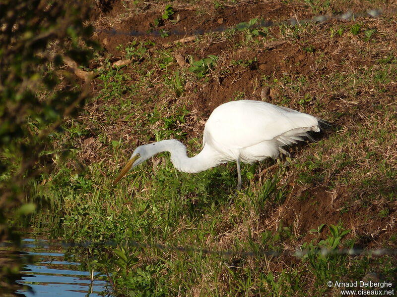 Grande Aigrette