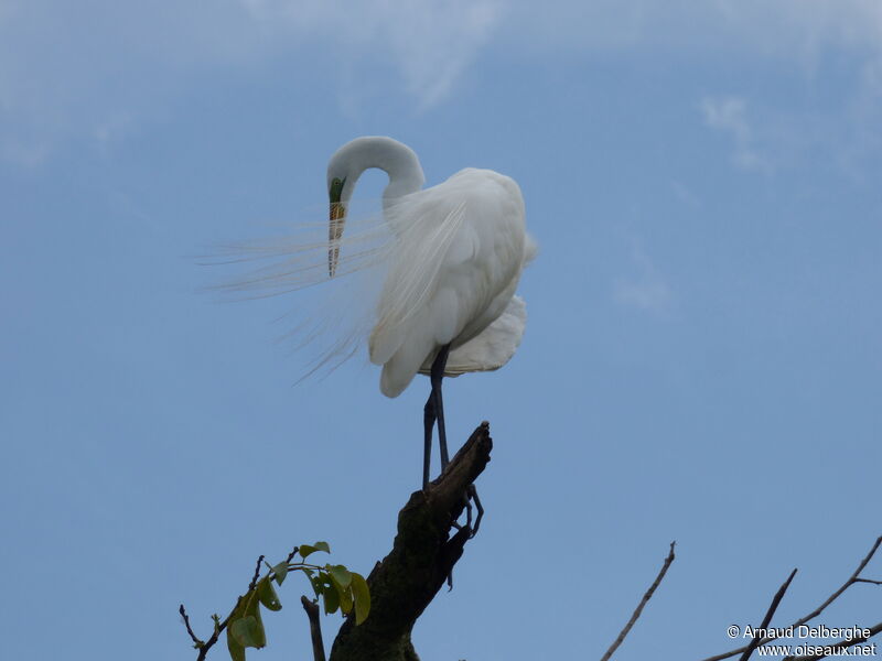 Grande Aigrette