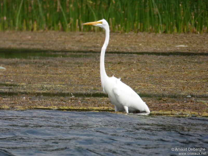 Great Egret