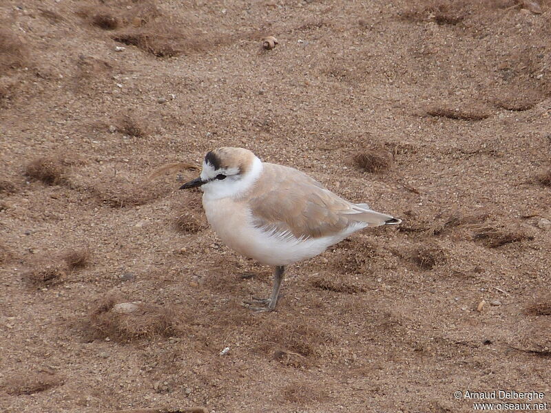 Gravelot à front blanc