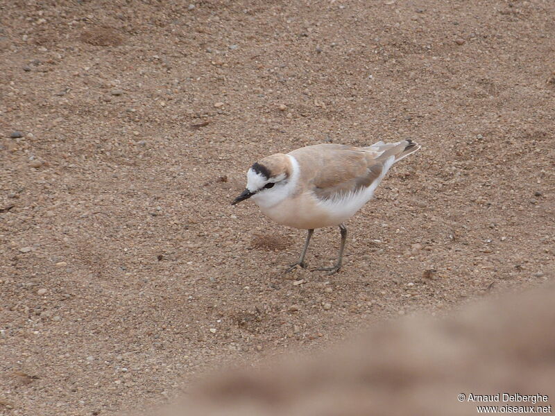 Gravelot à front blanc