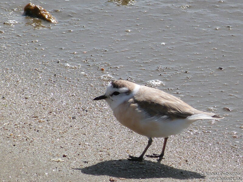 Gravelot à front blanc