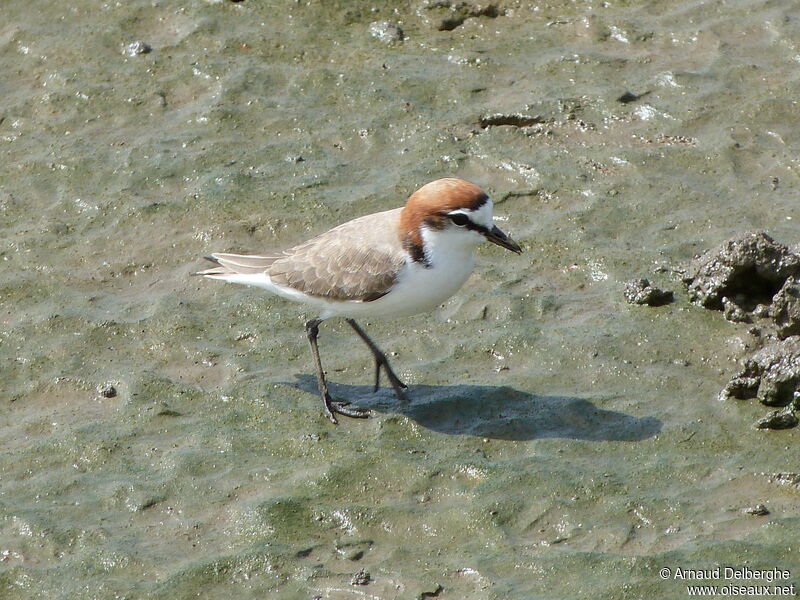 Red-capped Plover