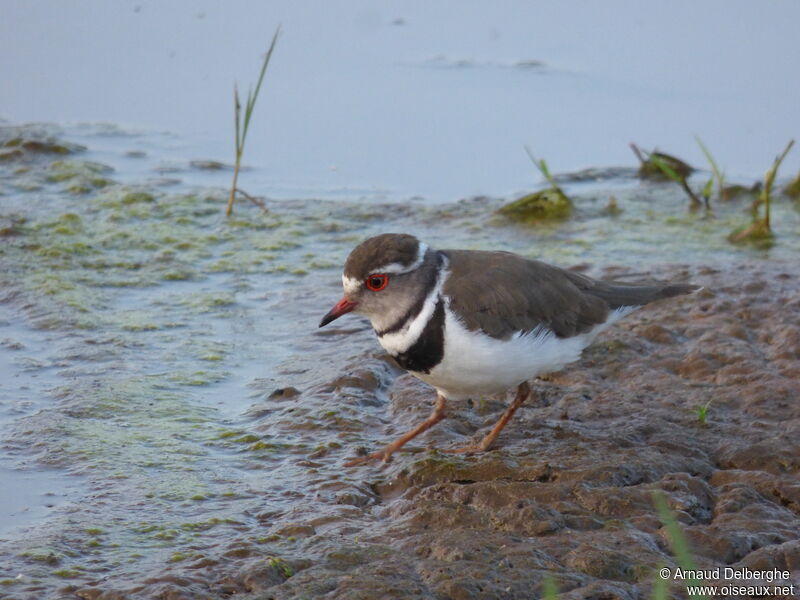 Three-banded Plover