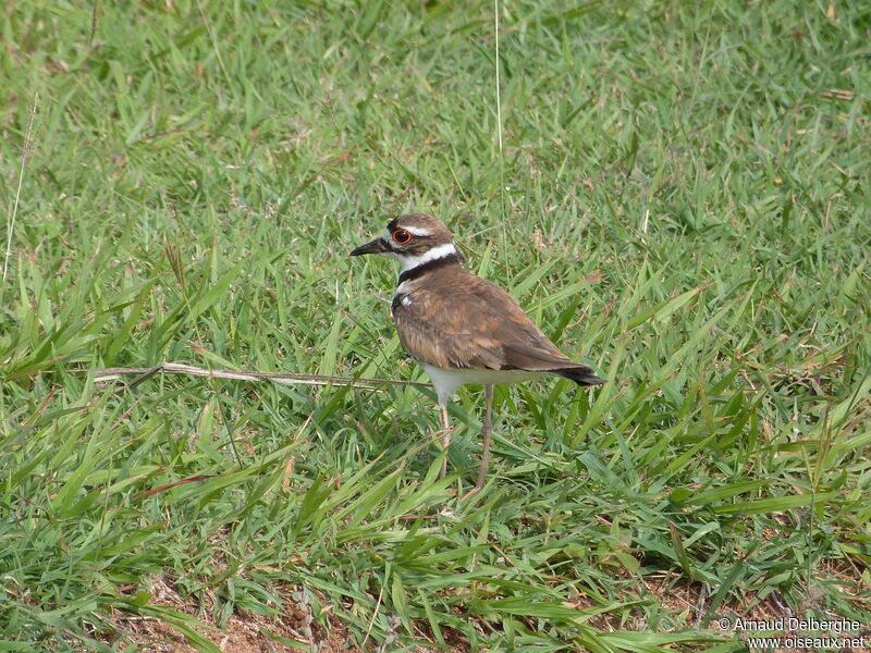 Killdeer