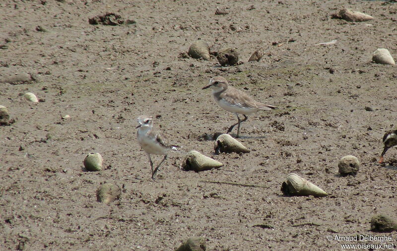 Siberian Sand Plover