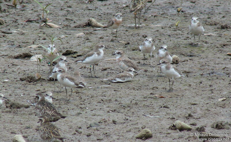 Siberian Sand Plover