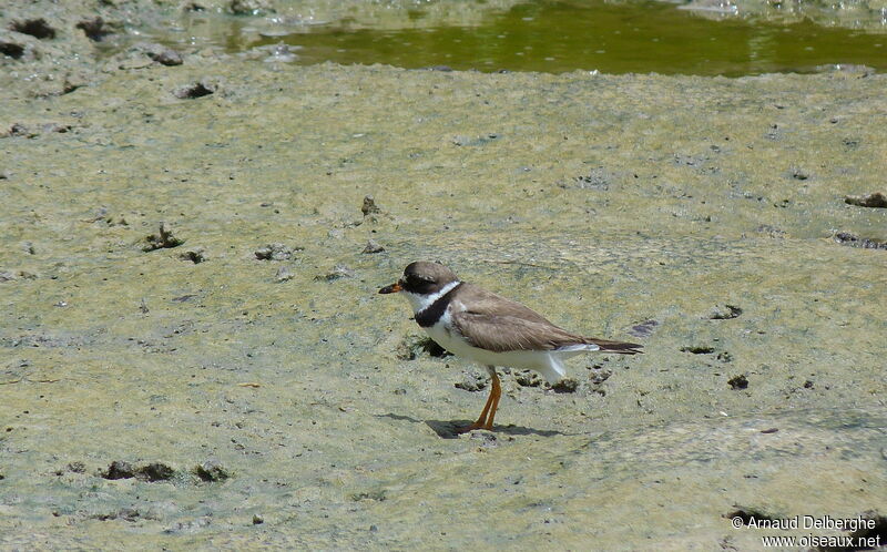 Semipalmated Plover