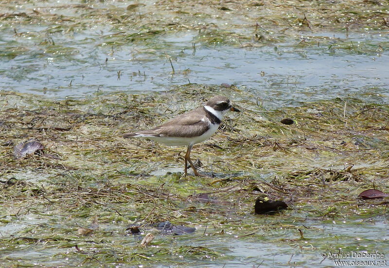 Semipalmated Plover