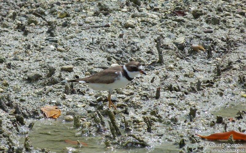 Semipalmated Plover