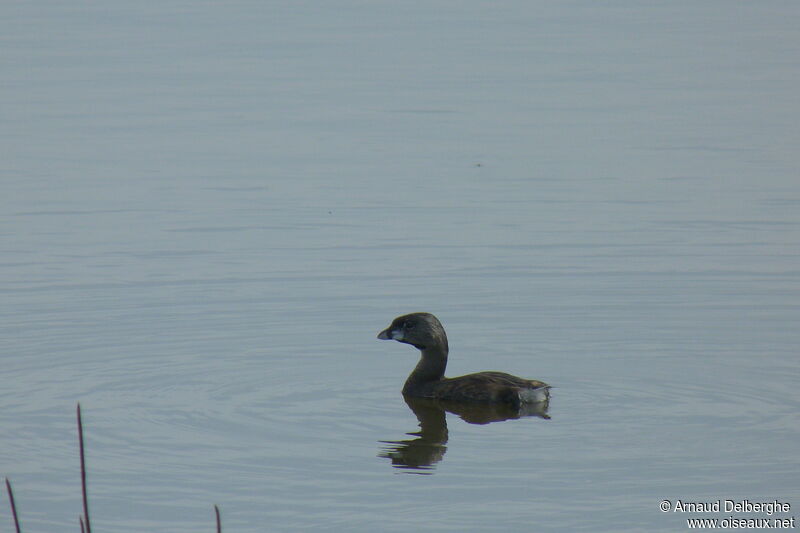 Pied-billed Grebe