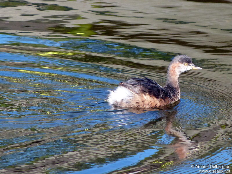 Australasian Grebe