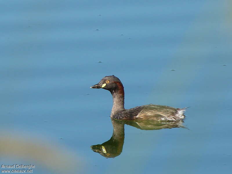 Australasian Grebeadult, aspect