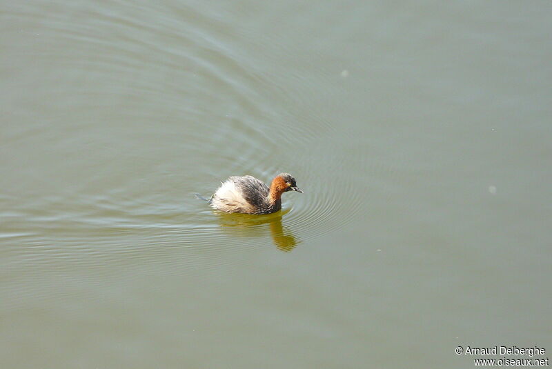 Little Grebe