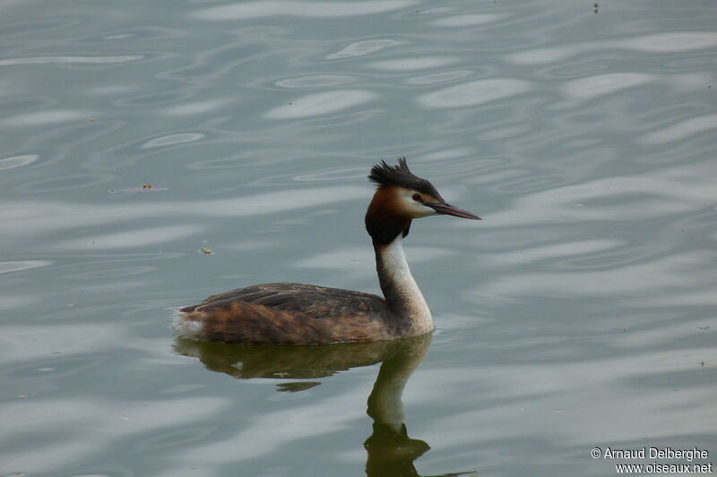 Great Crested Grebe