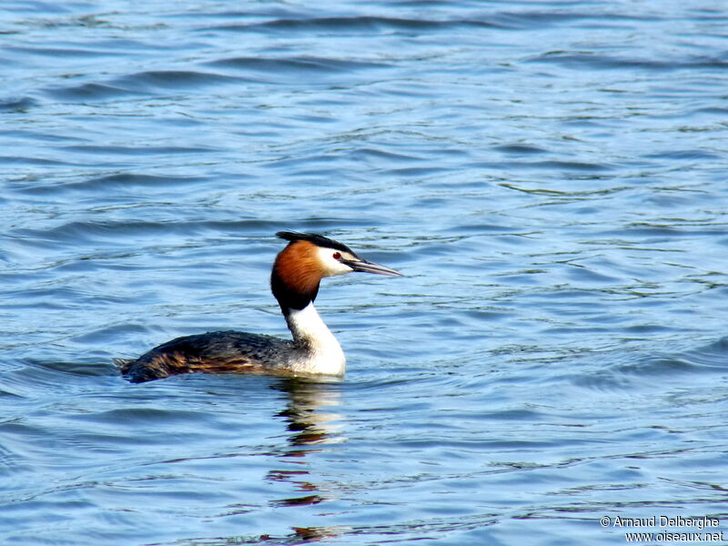 Great Crested Grebe