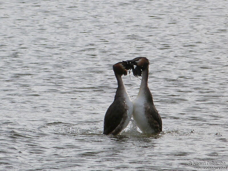 Great Crested Grebe