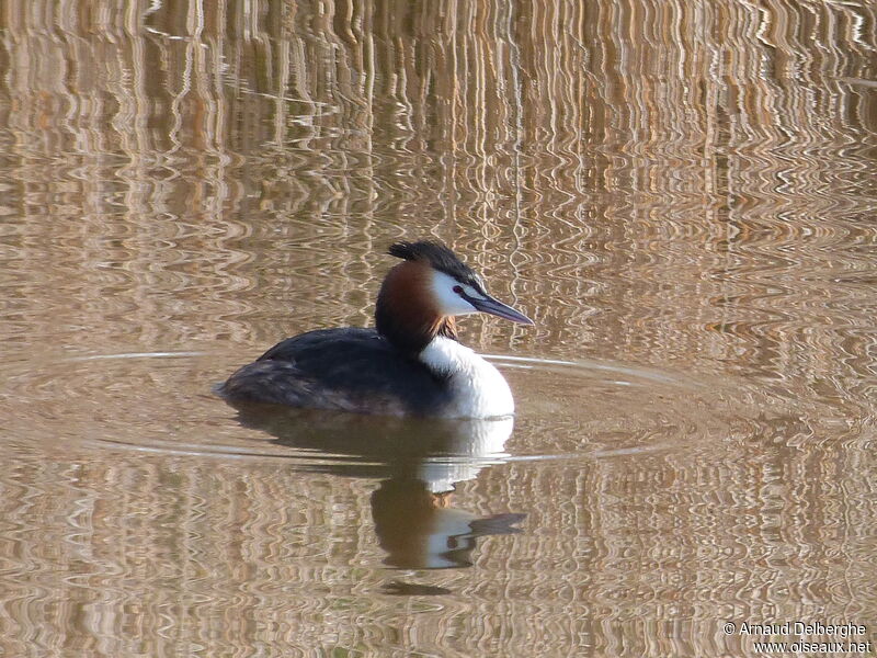 Great Crested Grebe