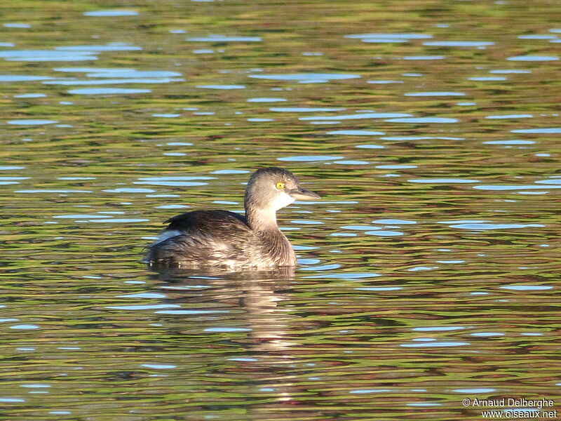 Least Grebe