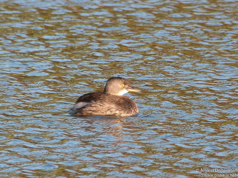 Least Grebe