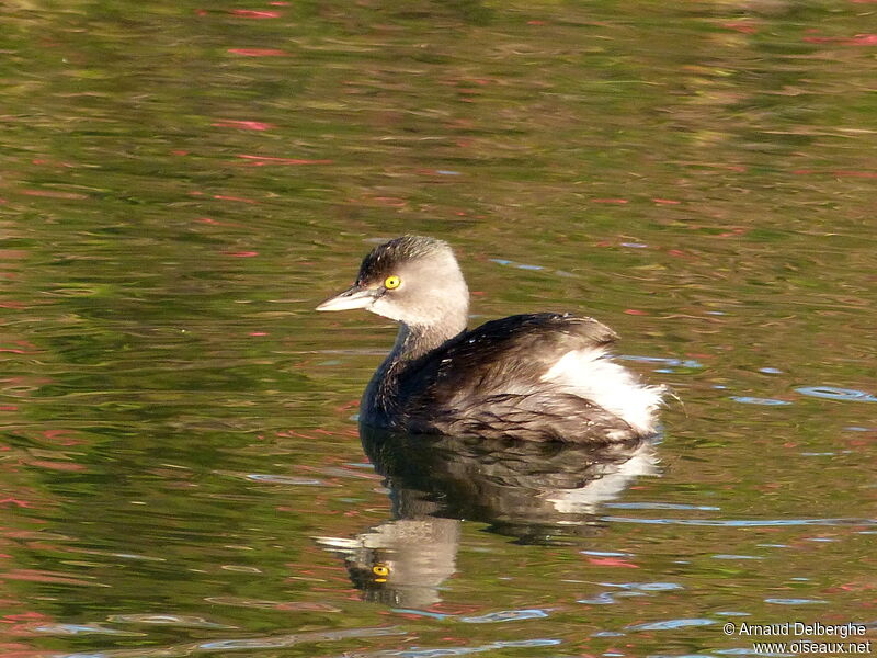 Least Grebe