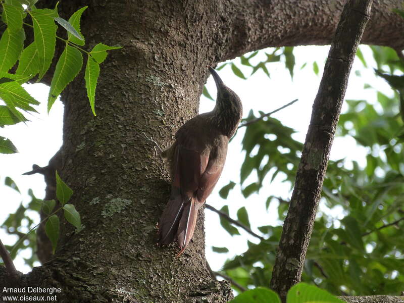 White-throated Woodcreeper