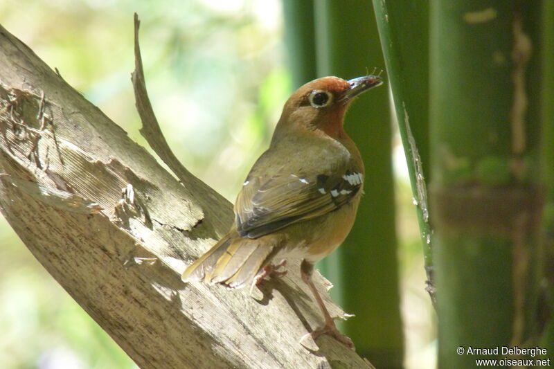 Abyssinian Ground Thrush