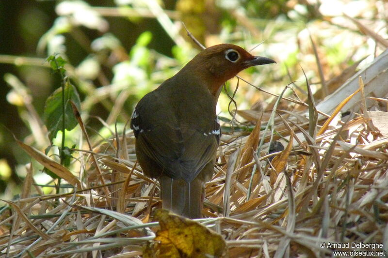 Abyssinian Ground Thrush