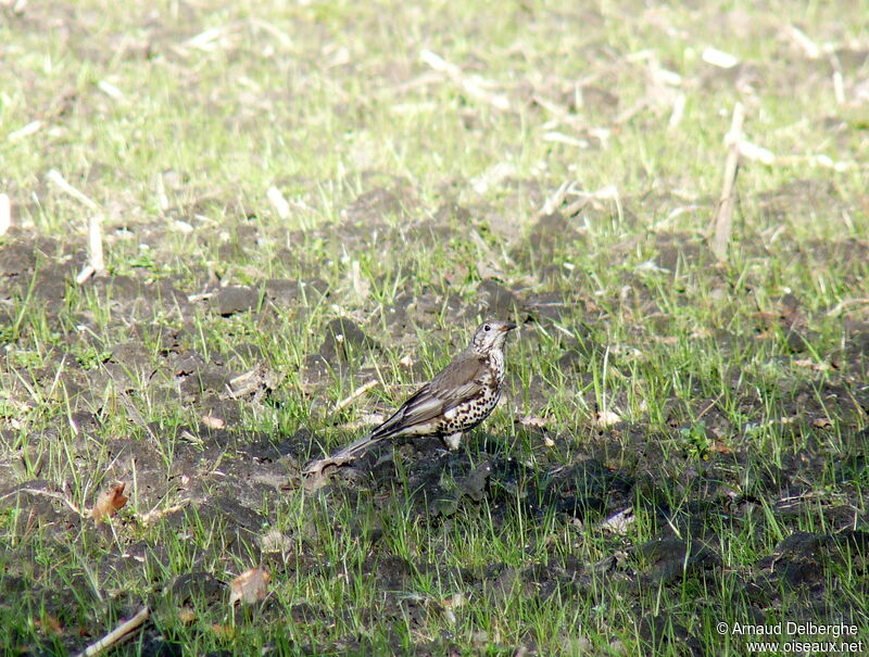 Mistle Thrush