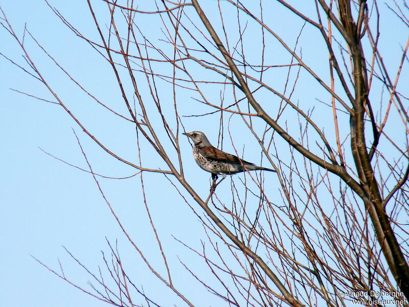 Fieldfare