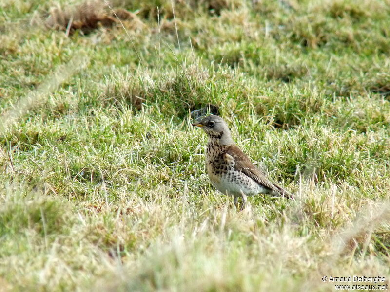 Fieldfare