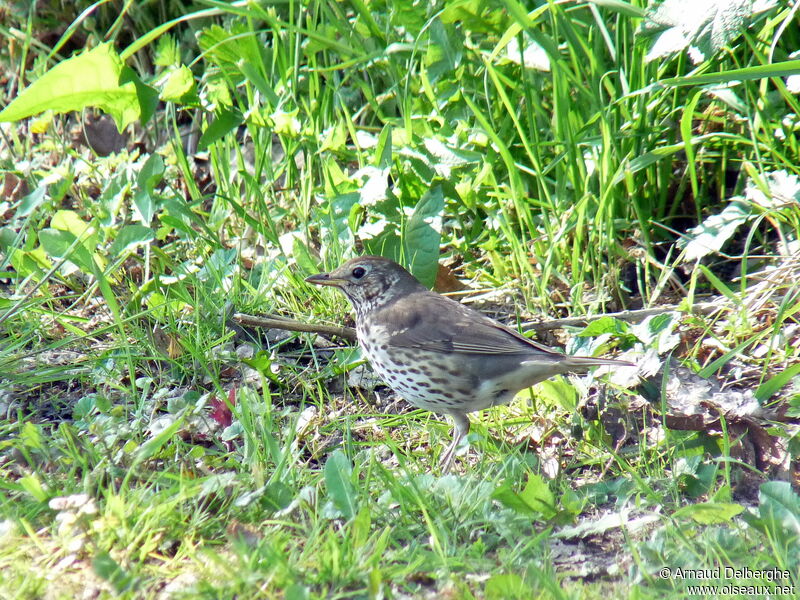 Song Thrush