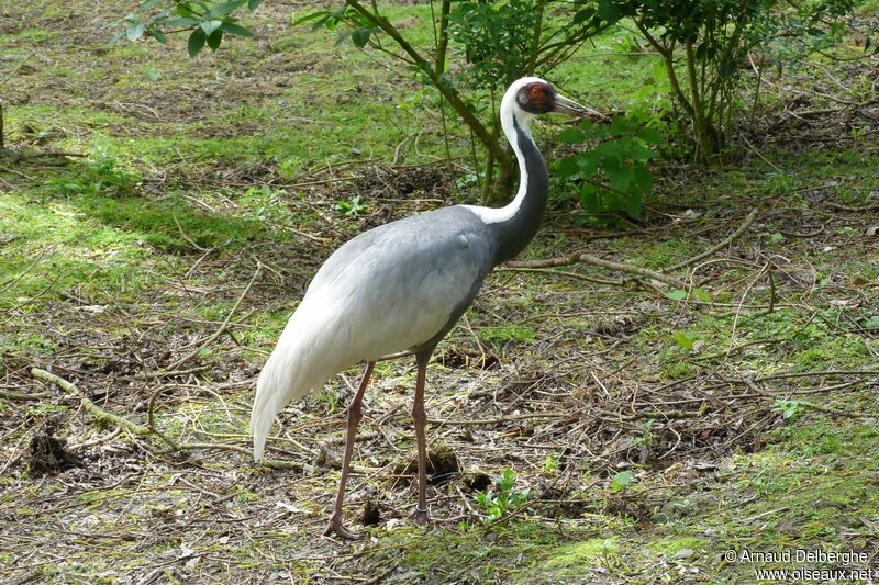 Grue à cou blanc