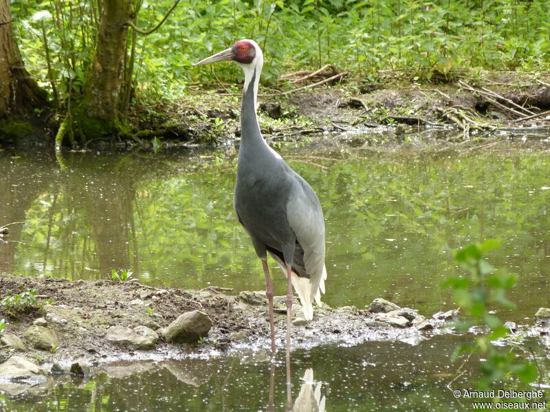 White-naped Crane