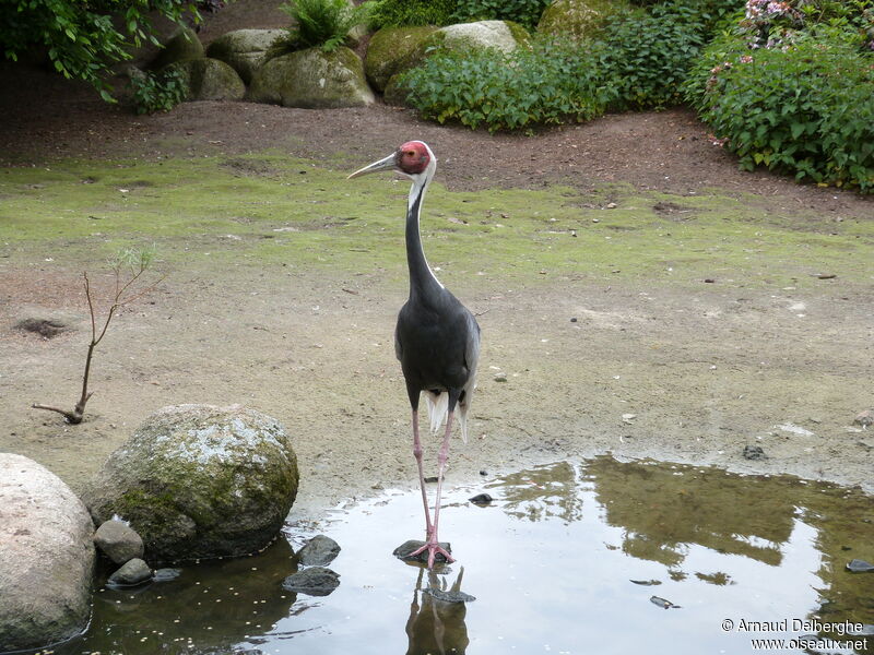 White-naped Crane