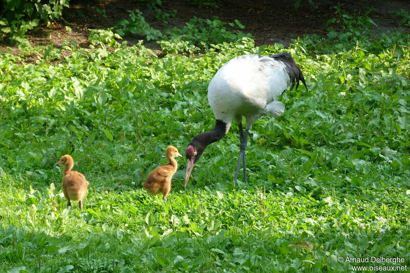 Black-necked Crane