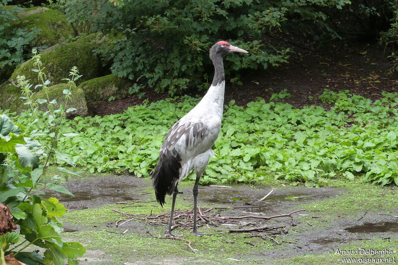 Black-necked Crane