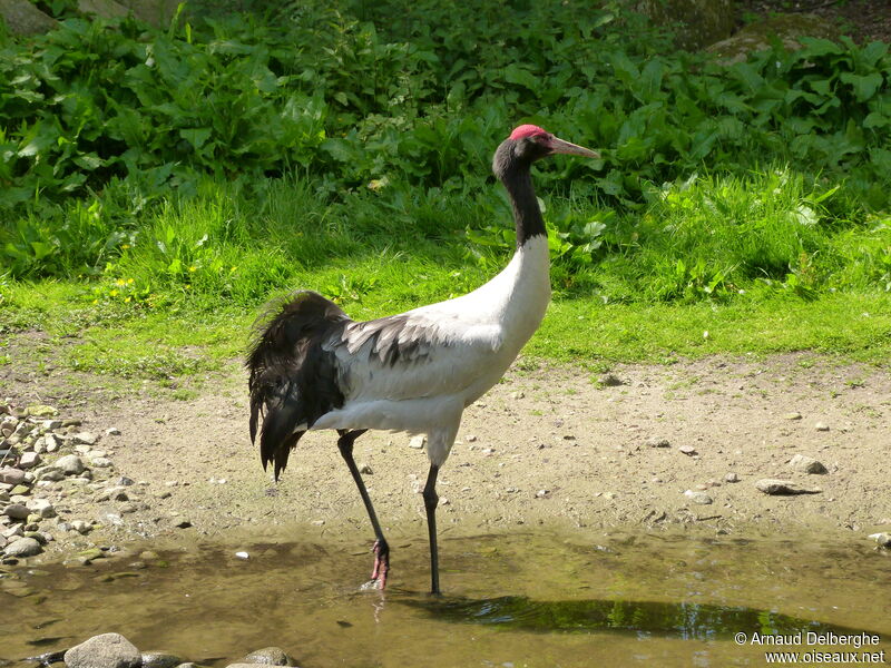 Grue à cou noir