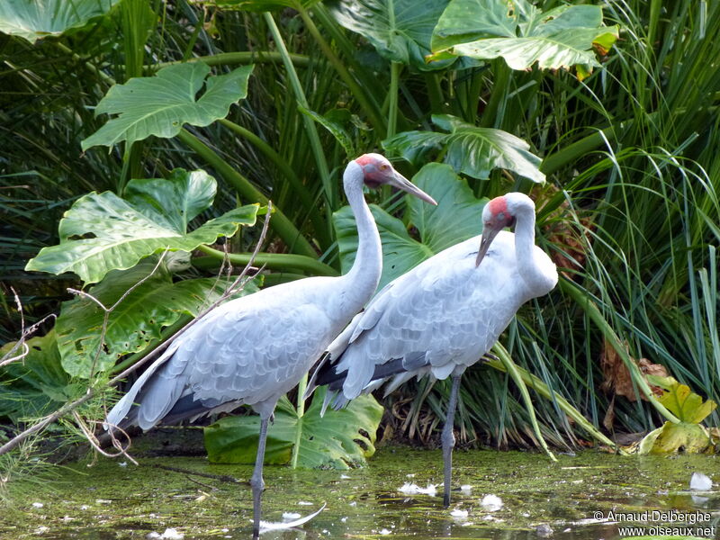 Brolga