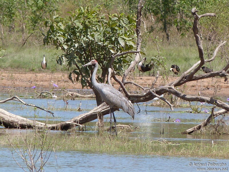 Brolga