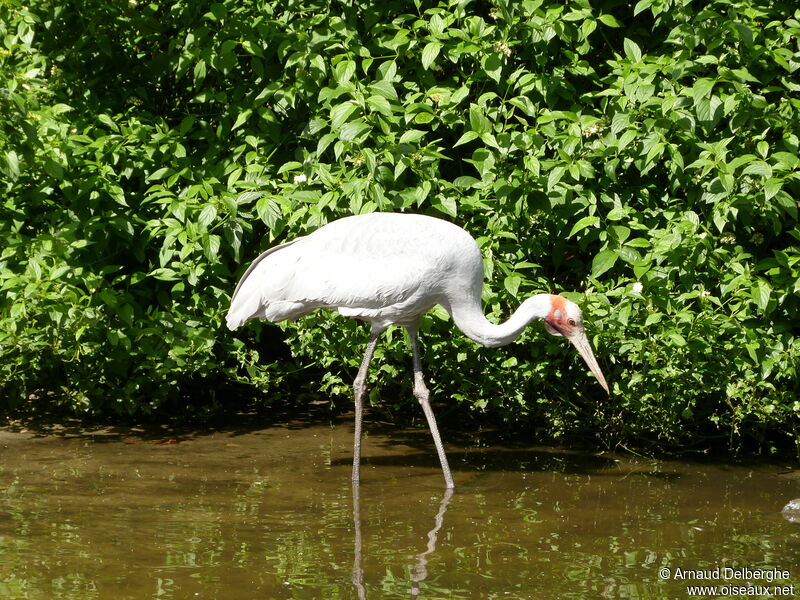 Grue brolga