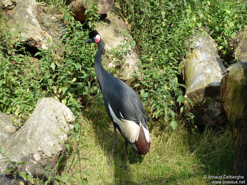 Black Crowned Crane