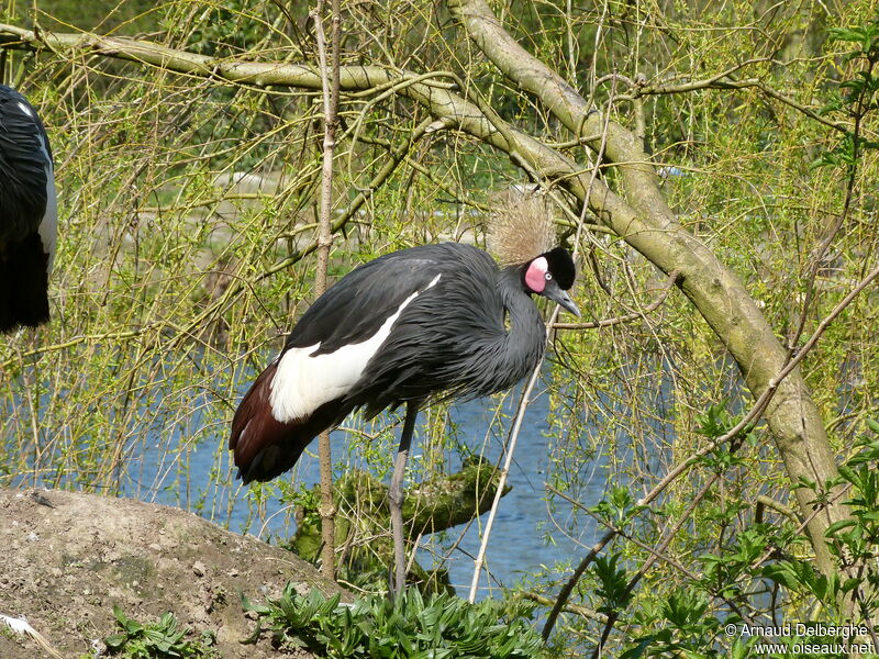 Black Crowned Crane