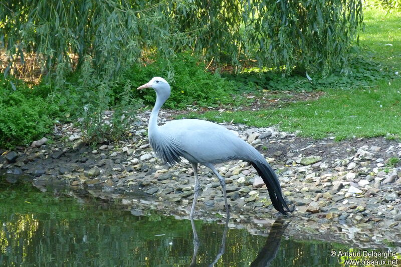 Grue de paradis