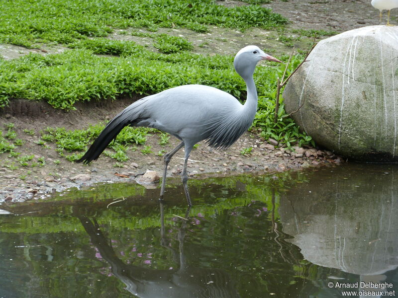 Blue Crane