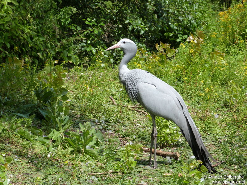 Blue Crane