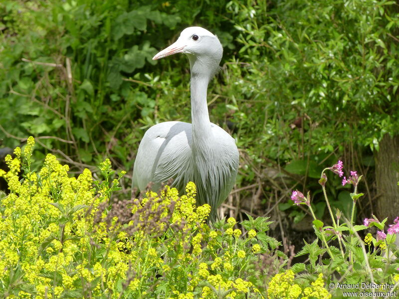 Blue Crane